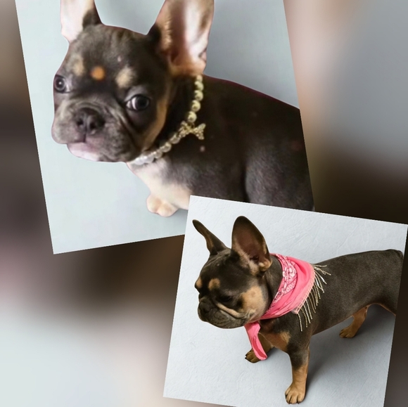 Other - Bundle 2 Small Dog Cat Pearl Collar Necklace Sparkly Bandana Pink And White